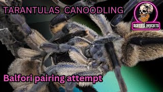 Tarantula pairing balfouri mBalfouri [upl. by Anibur]