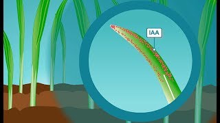 Plant hormones How IAA the most common form of auxin works [upl. by Alahcim367]