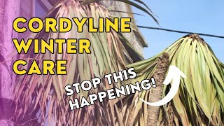 How to protect a cordyline australis from the cold and how to resurrect a dead one [upl. by Hatty19]