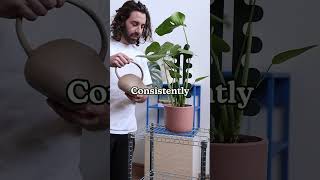 It’s IMPOSSIBLE to overwater your plant houseplant plantcare [upl. by Arocet]