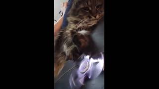 Cat uses fidget spinner for anxiety [upl. by Mandel]