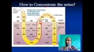 Countercurrent Mechanism1 [upl. by Rettke]