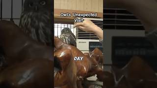 Owl Finds a Home in the Old Mans Shop  Animals [upl. by Marline]