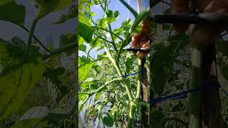 pruning water shoots on tomatoes farming garden tomato gardening tomatoes fypshorts shorts [upl. by Inaboy804]