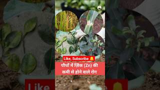 Zinc deficiency diseases in plants जिंक zink agriculture farming plants [upl. by Billen]