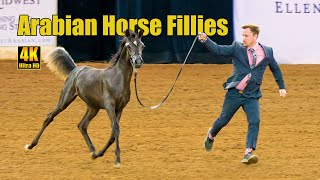 Cute Weanling Filly Champ  Arabian Horse National Breeder Finals Show [upl. by Oicapot423]