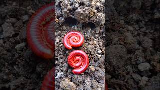 Baby Millipede Lari Dari Kenyataan shortvideo [upl. by Nitnelav]