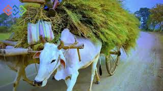 Carrying crops in bullock carts  Bengali poor life  beautiful village style  bangla news [upl. by Marva]