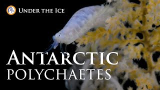 Antarctic Polychaetes Under the Ice [upl. by Cand]