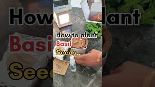 How to plant basil seeds basilseeds basil seeds basilseed ytshorts viralvideo [upl. by Yrokcaz]