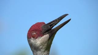 Enter the 2022 Audubon Photography Awards Video Category [upl. by Malita]