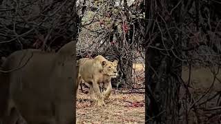 Mãe Leoa protegendo seu filhote de guepardo e leopardo [upl. by Eniamret]