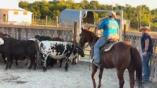 Roping series 3rd clinic 2024 [upl. by Manville]