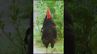 All crowing roosters in one short animalsounds [upl. by Geilich]