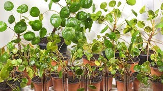 Buy A Pilea Peperomioides And They Will Take Over  Pilea Giveaway [upl. by Adnuhsal61]