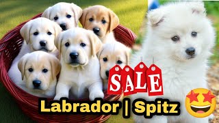 Labrador amp Spitz puppies available for sale🤩  PETS POINT [upl. by Furlong]