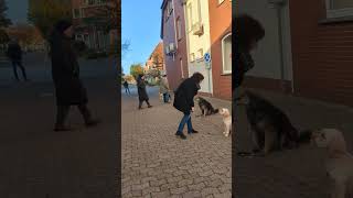 Hundeschule Wolf und Co am 02November 2024 [upl. by Raamaj]