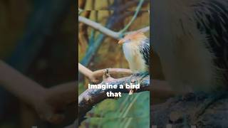 Mystery of the Hoatzin Natures Odd Bird [upl. by Mcallister]