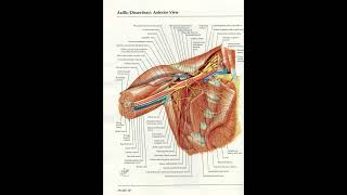 Orthopaedic Case Presentation Plate 30 [upl. by Ajile]