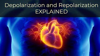 What is Depolarization and Repolarization Simply Explained [upl. by Adanar]