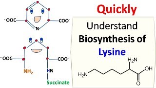 Lysine Biosynthesis [upl. by Ahsirk369]