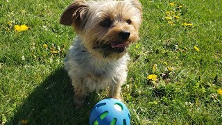 Having A Ball yorkie rylie cutedog ball [upl. by Anidem140]