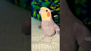 Cockatiel Jack trying to copy sound cockatiel birds shorts [upl. by Mueller]