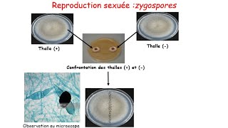 Travaux dirigés corrigés sur le cycle de développement des zygomycètes [upl. by Cheria357]
