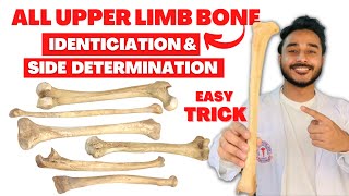 All upper limb bone side determination  All upper limb bone identification  identification of bone [upl. by Clinton113]