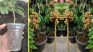 How to cuttings longan stalks to grow roots 100 successful [upl. by Ellennoj452]