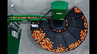 Apple sorting machine Green Sort Vision work and production [upl. by Garlanda]