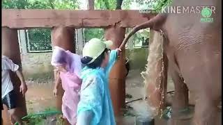 Vet work at Elephant Nature Park Expect the Unexpected  ElephantNews [upl. by Shepperd]