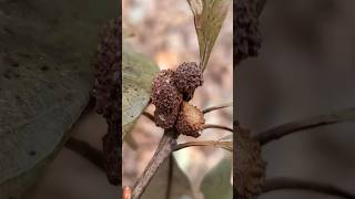 Oak Lobed Petiole Galls has roughened top arises from the petiole rather than a stem or leaf vein [upl. by Corabelle]