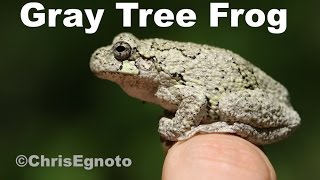 Gray tree frogs  Hundreds of them singing into the night [upl. by Atiana872]