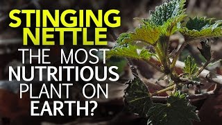 Stinging Nettle — The Most Nutritious Plant On Earth [upl. by Triplett849]