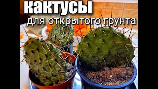 Зимостойкие кактусы Кактусы для открытого грунта ОpuntiaEscobaria Pediocactus cactus опунция [upl. by Sharl]