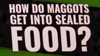 How do maggots get into sealed food [upl. by Iorio]