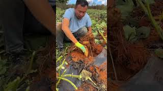 এই লোকটা সূর্যমুখী ফুলগুলো এভাবে খাচ্ছে কেন  ফুল নয় ফুলের মত দেখতে মাটির তলাতে আসল জিনিস soil [upl. by Aicercul]