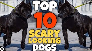 Top 10 scary looking dogs  intimidating  Fearsome  Funny 😂 [upl. by Garlaand]