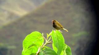 Yellowfaced Grassquit  Tiaris olivaceus  Jardin W Andes [upl. by Tessil644]