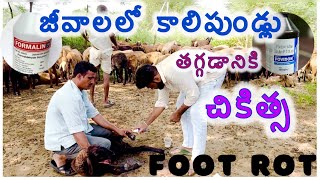 Foot rot గాలికుంటు జీవాలలో కాలిపుండ్ల వ్యాది లక్షణాలు చికిత్సPashunestam [upl. by Clie]