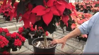 Poinsettia care tips  how to keep your poinsettia looking good this year and next [upl. by Ty]