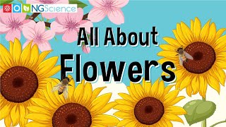 All About Flowers [upl. by Atikir]