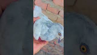 Mein pigeon bhi li ki aaya honpigeonvillagelife abubakarvlog viralvideo unfreezemyacount [upl. by Allenad]