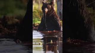 Grizzly Bears Catching Salmon  Natures Great Events wildlife shorts [upl. by Nothgiel]