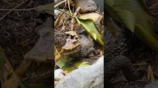 Look at this Amazing Dwarf Caiman Enclosure  So Realistic alligator reptile lizard crocodile [upl. by Eeralih344]