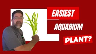 Why Vallisneria Is the Ultimate Easy Aquarium Plant [upl. by Nilesoj]