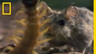 Centipede vs Grasshopper Mouse  National Geographic [upl. by Presley]