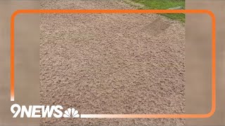 Colorado golf club reopens after closure due to hail [upl. by Myrtia]