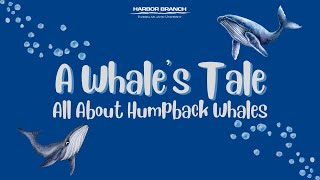 A Whales Tale All About Humpback Whales [upl. by Swaine]